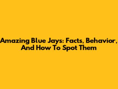 Amazing Blue Jays: Facts, Behavior, And How To Spot Them