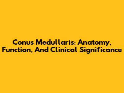 Conus Medullaris: Anatomy, Function, And Clinical Significance