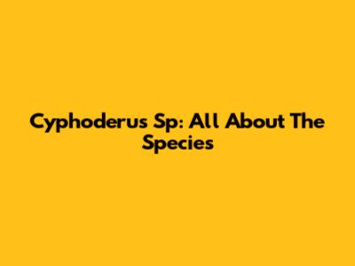 Cyphoderus Sp: All About The Species
