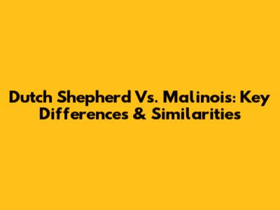Dutch Shepherd Vs. Malinois: Key Differences & Similarities