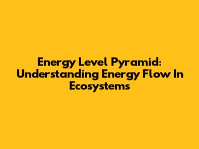 Energy Level Pyramid: Understanding Energy Flow In Ecosystems