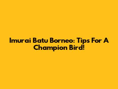 Imurai Batu Borneo: Tips For A Champion Bird!