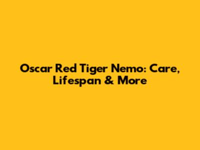 Oscar Red Tiger Nemo: Care, Lifespan & More