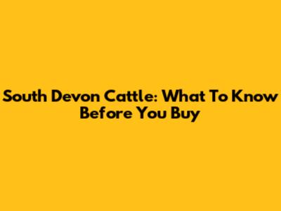South Devon Cattle: What To Know Before You Buy