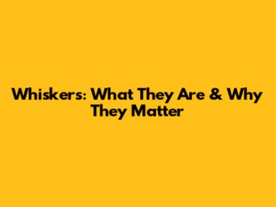 Whiskers: What They Are & Why They Matter